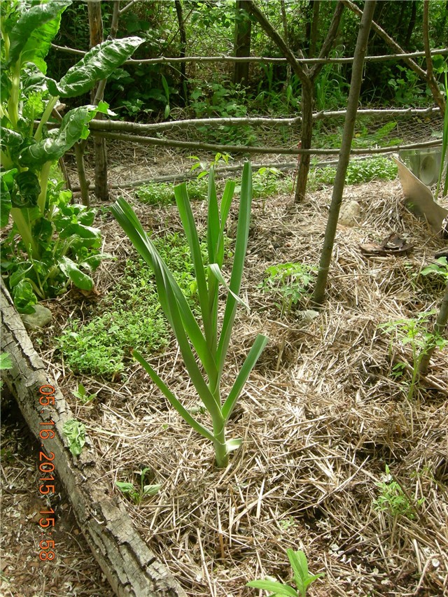 arčilend